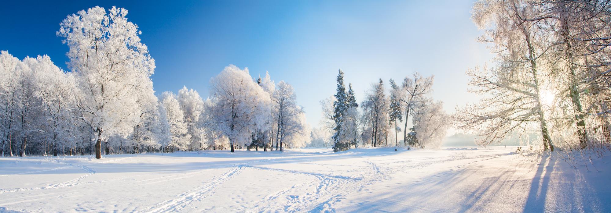 snowy field and trees